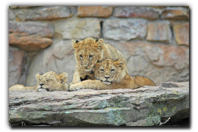  The Lion Cubs & Their Neighbors