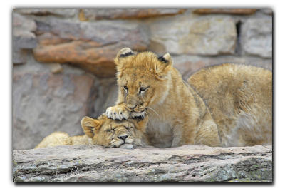 You need a little hair brushing