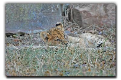 Nap time for me.