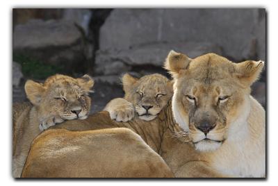 We all are tired.