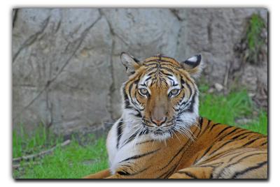 I'm glad you came to visit us Tigers.