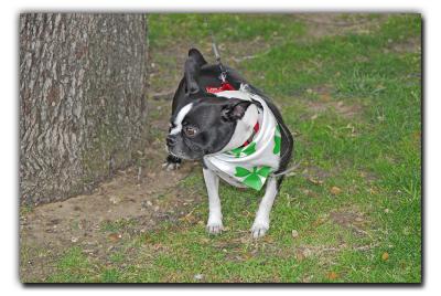 That tree is perfect (North Texas Irish Festival)