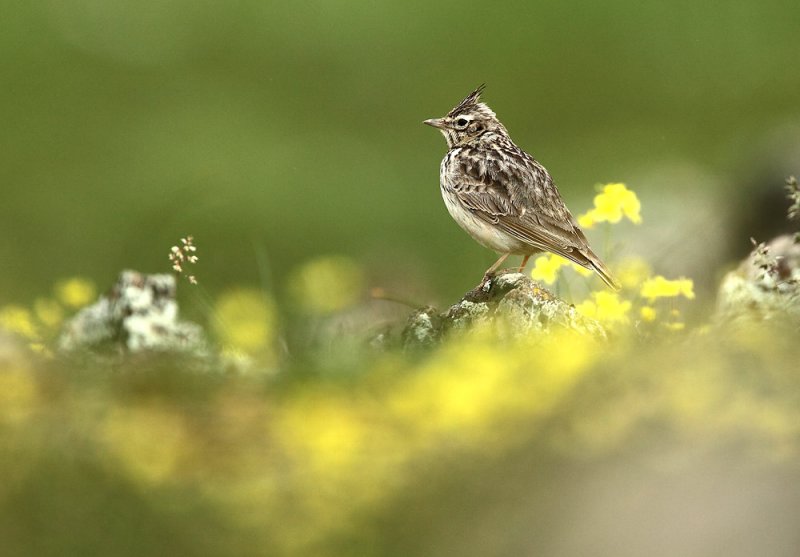 Thekla Lark - Galerida theklae