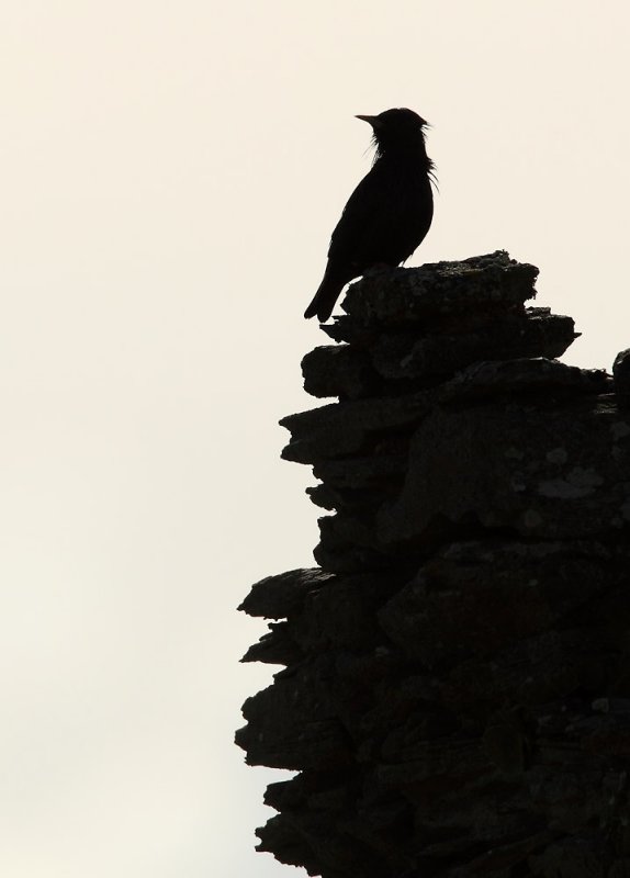 Spotless Starling - Sturnus unicolor