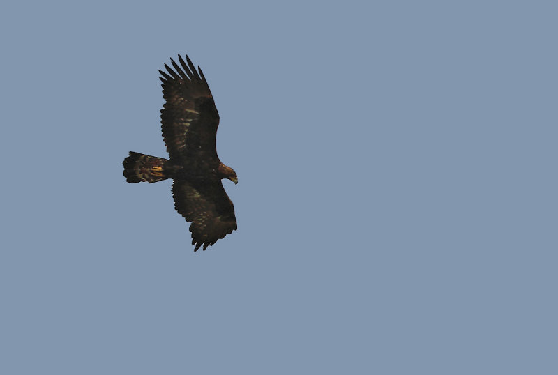 Golden Eagle - Aquila chrysaetos