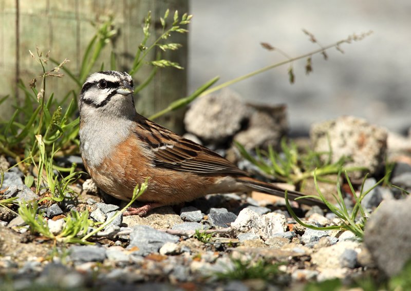 Rock Bunting - Emberiza cia