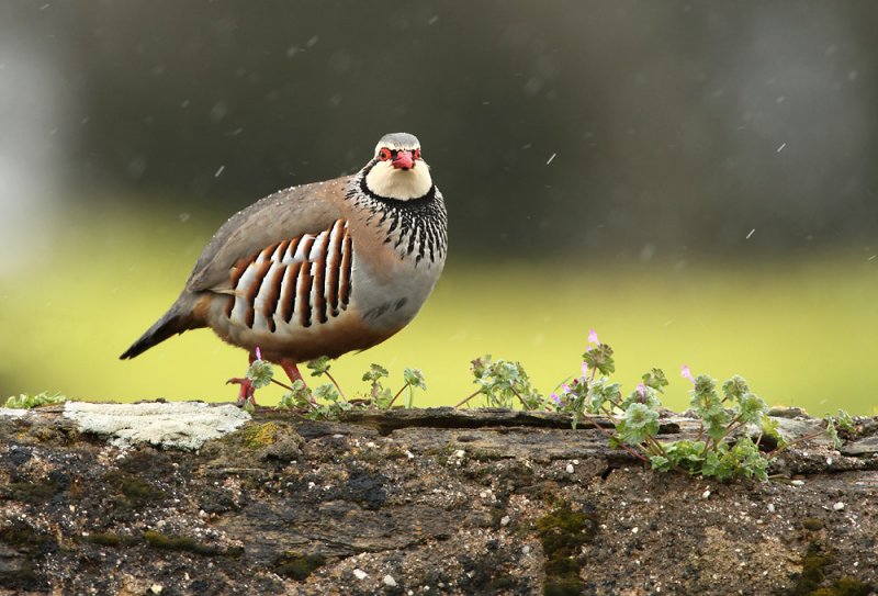 Red Partridge - Alectoris rufa