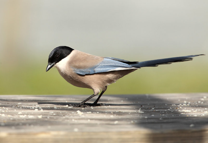 Azure-winged Magpie - Cyanopica cyana