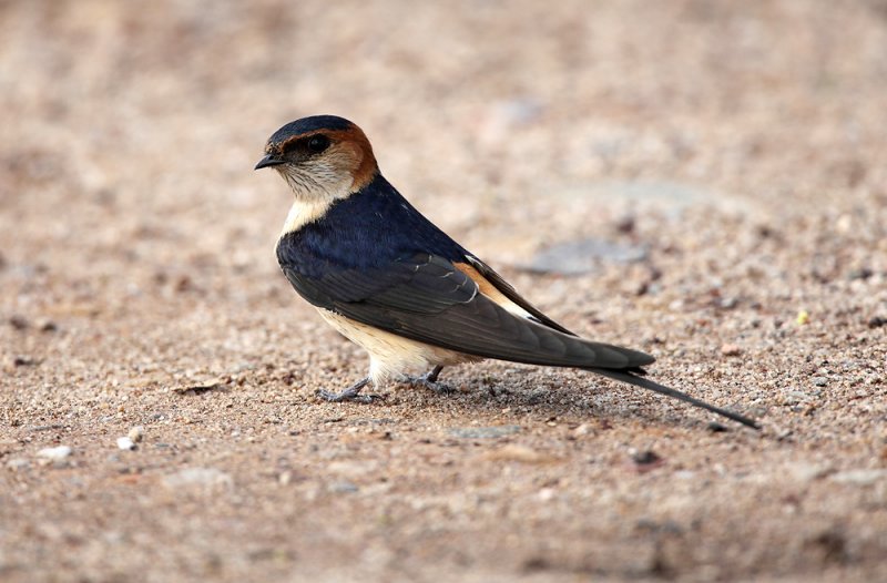 Red-rumped Swallow - Hirundo daurica