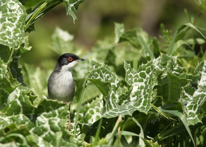 Sardinian Warbler - Sylvia melanocephala