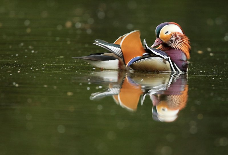 Mandarin Duck - Aix galericulata