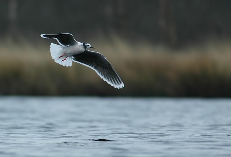 Little gull - Larus minutus - Stappersven, 23/04/06