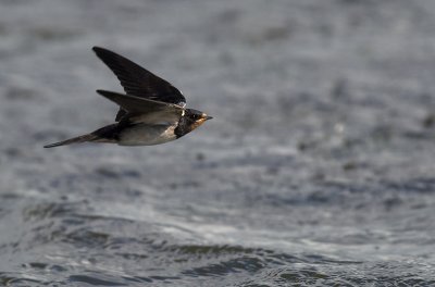 Barn swallow - Hirundo rustica