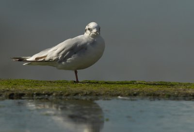 Little gull - Larus minutus
