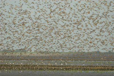 Knot - Calidris canutus