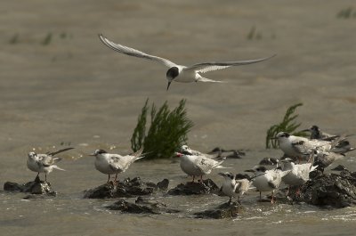 Arctic, Common and Black tern - Sterna paradisaea, hirundo and Chlidonias niger