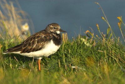 Turnstone - Arenaria interpres