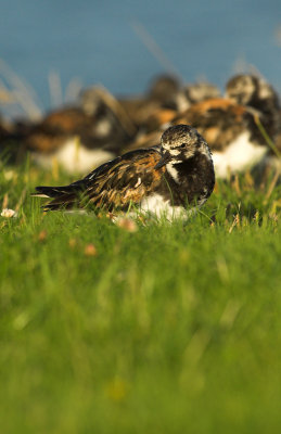 Turnstone - Arenaria interpres
