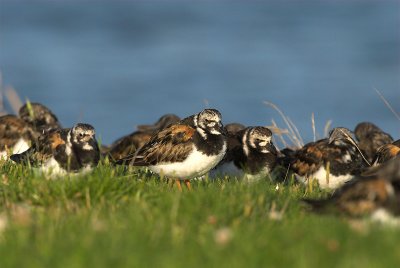 Turnstone - Arenaria interpres