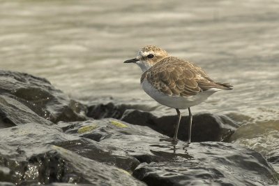 Kentish plover - Charadrius alexandrinus