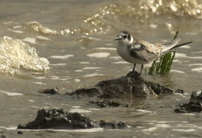 Black tern - Chlidonias niger