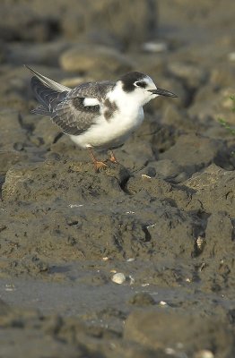 Black tern - Chlidonias niger