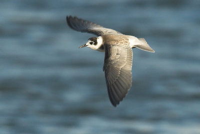 Black tern - Chlidonias niger