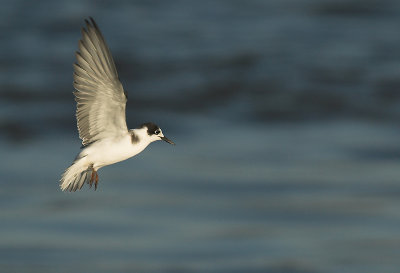 Black tern - Chlidonias niger