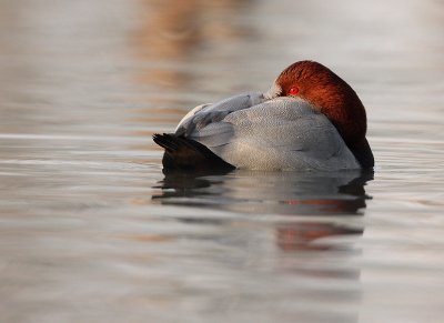 Pochard - Aythya ferina