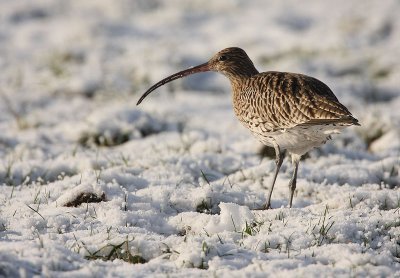 Curlew - Numenius arquata