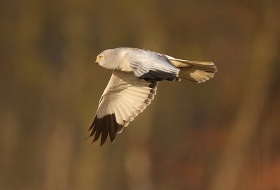 Hen Harrier - Circus cyaneus