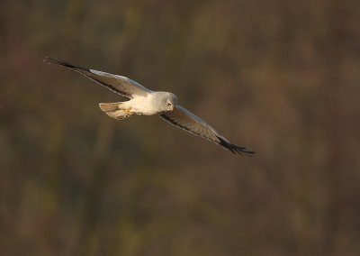 Hen Harrier - Circus cyaneus