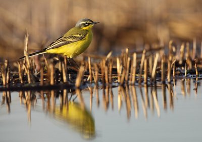 Yellow wagtail - Motacilla flava