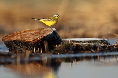 Yellow wagtail - Motacilla flava