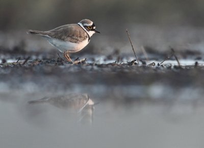 Little ringed plover - Charadrius dubius