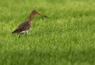 Black-tailed godwit - Limosa limosa