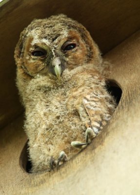 Tawny owl - Strix aluco