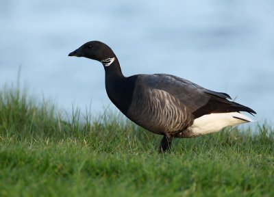 Brent goose - Brante bernicla