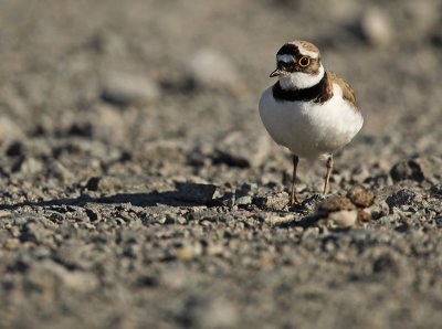 Little ringed plover - Charadrius dubius
