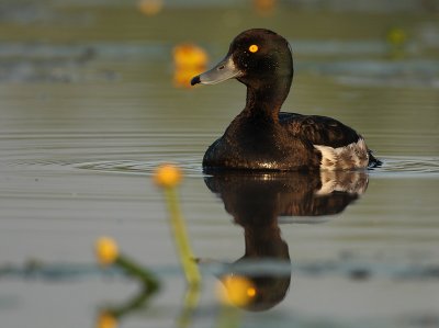 Tufted duck  - Aythya fuligula