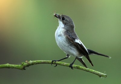 Pied flycatcher - Ficedula hypoleuca