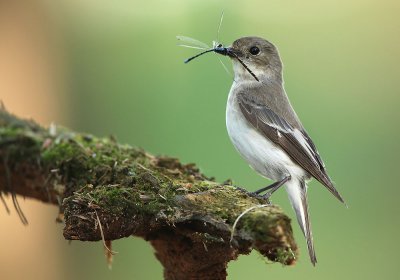 Pied flycatcher - Ficedula hypoleuca