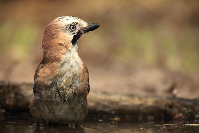 Jay - Garrulus glandarius