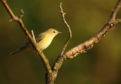 Willow warbler - Phylloscopus trochilus