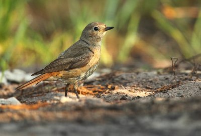 Redstart - Phoenicurus phoenicurus