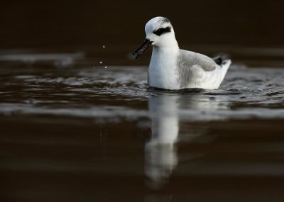 Red Phalarope - Phalaropus fulicarius, Hollogne-sur-Geer, 01/12/2009