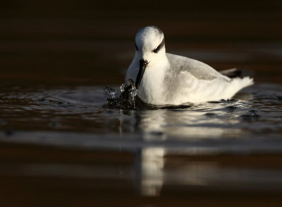 Red Phalarope - Phalaropus fulicarius, Hollogne-sur-Geer, 01/12/2009