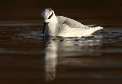 Red Phalarope - Phalaropus fulicarius, Hollogne-sur-Geer, 01/12/2009