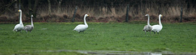 Whooper Swan - Cygnus cygnus, Brechtse Heide 13/12/2009