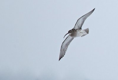 Curlew - Numenius arquata